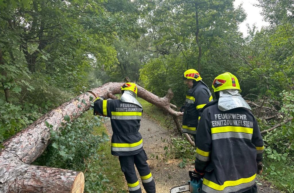 Baum auf Radweg gestürzt